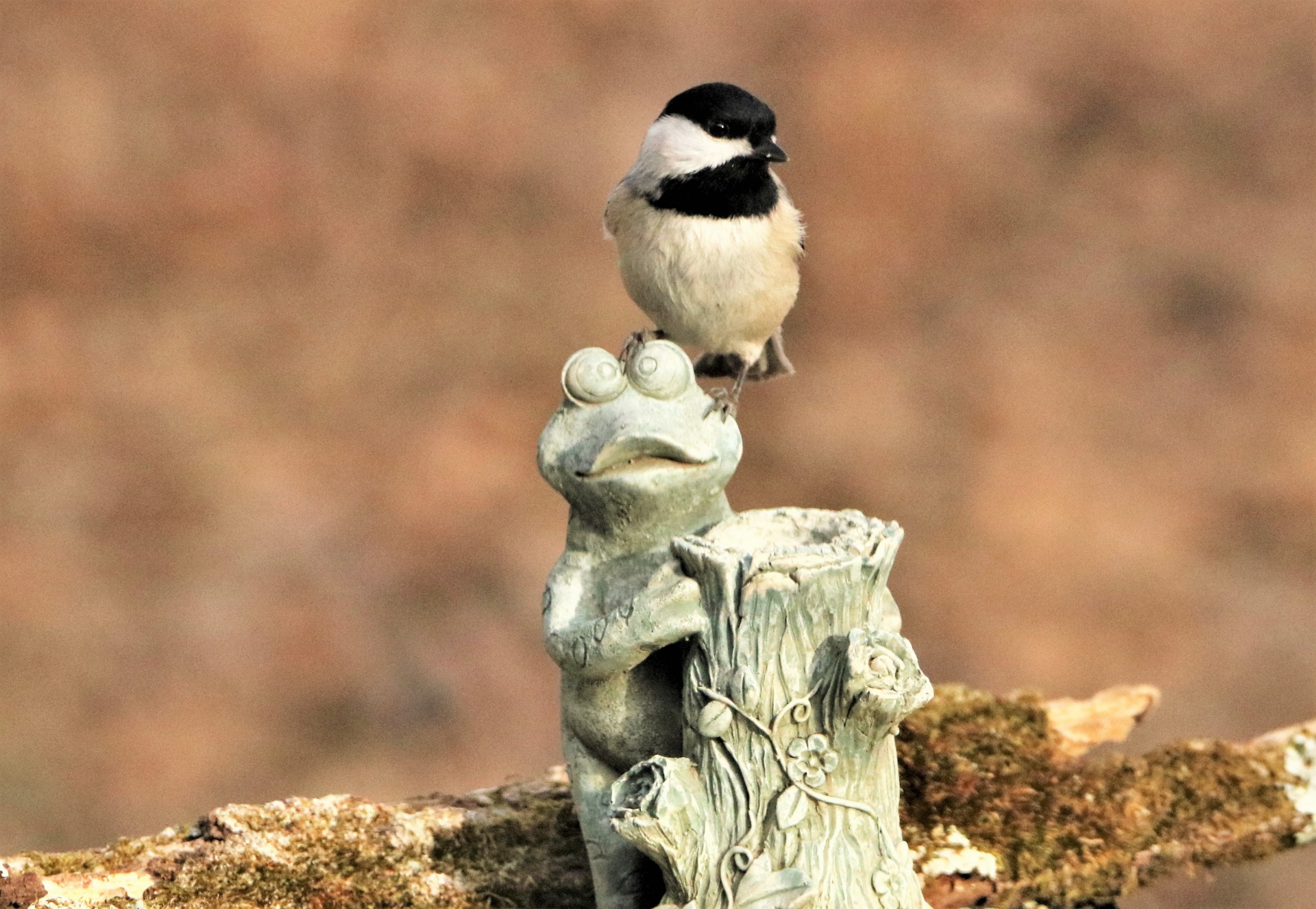 Gamta,  Laukinė Gamta,  Gyvūnai,  Paukščiai,  Juodasis Dangtelis & Nbsp,  Chickadee,  Stovintis,  Chickadee,  Juoda & Nbsp,  Balta