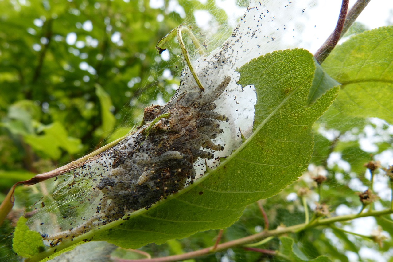 Juoda Vyšnia, Vikšras, Verpalai, Paukščių Vyšnių Ermine, Nemokamos Nuotraukos,  Nemokama Licenzija