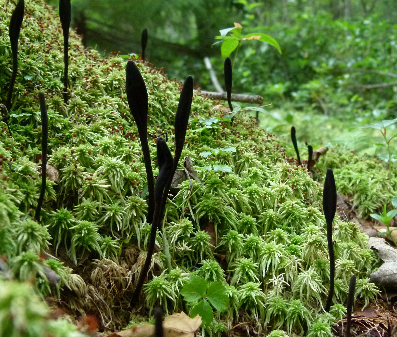 Juodasis Klubo Grybas, Trichoglossum Hirsutum, Grybai, Spagnum, Klubas, Grybelis, Klubo Grybai, Nemokamos Nuotraukos,  Nemokama Licenzija