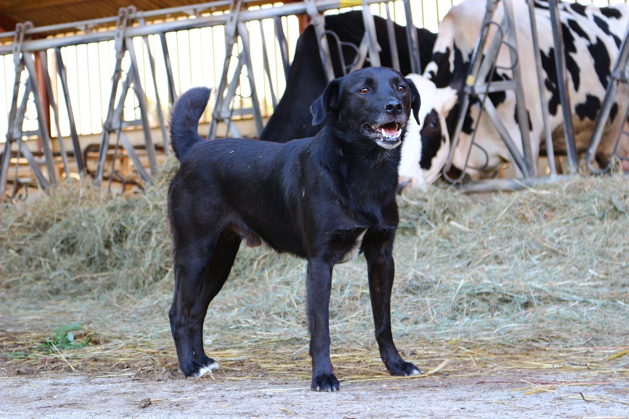 Juodas Šuo, Ūkis, Laukas, France, Nemokamos Nuotraukos,  Nemokama Licenzija