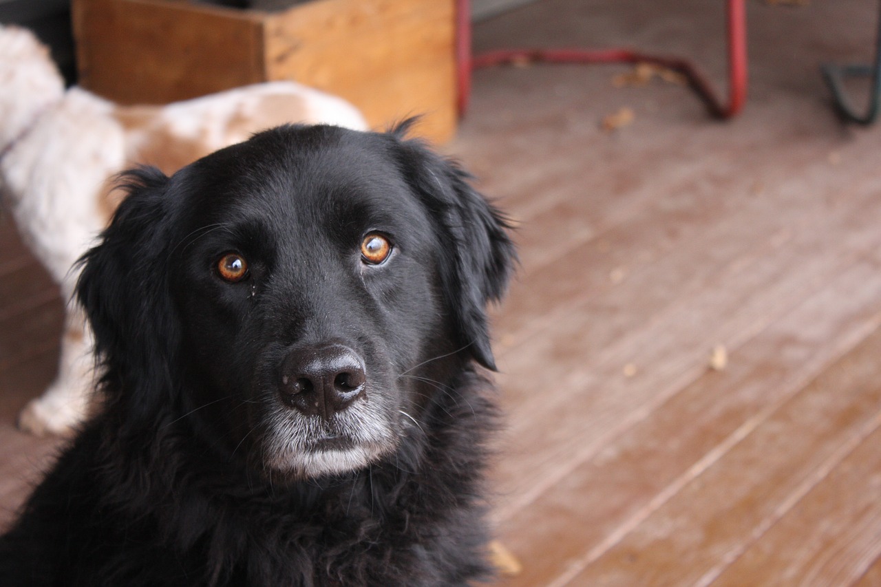 Juodas Šuo, Šuo, Juoda Laboratorija, Newfoundlando Šuo, Newfoundland, Augintiniai, Nemokamos Nuotraukos,  Nemokama Licenzija