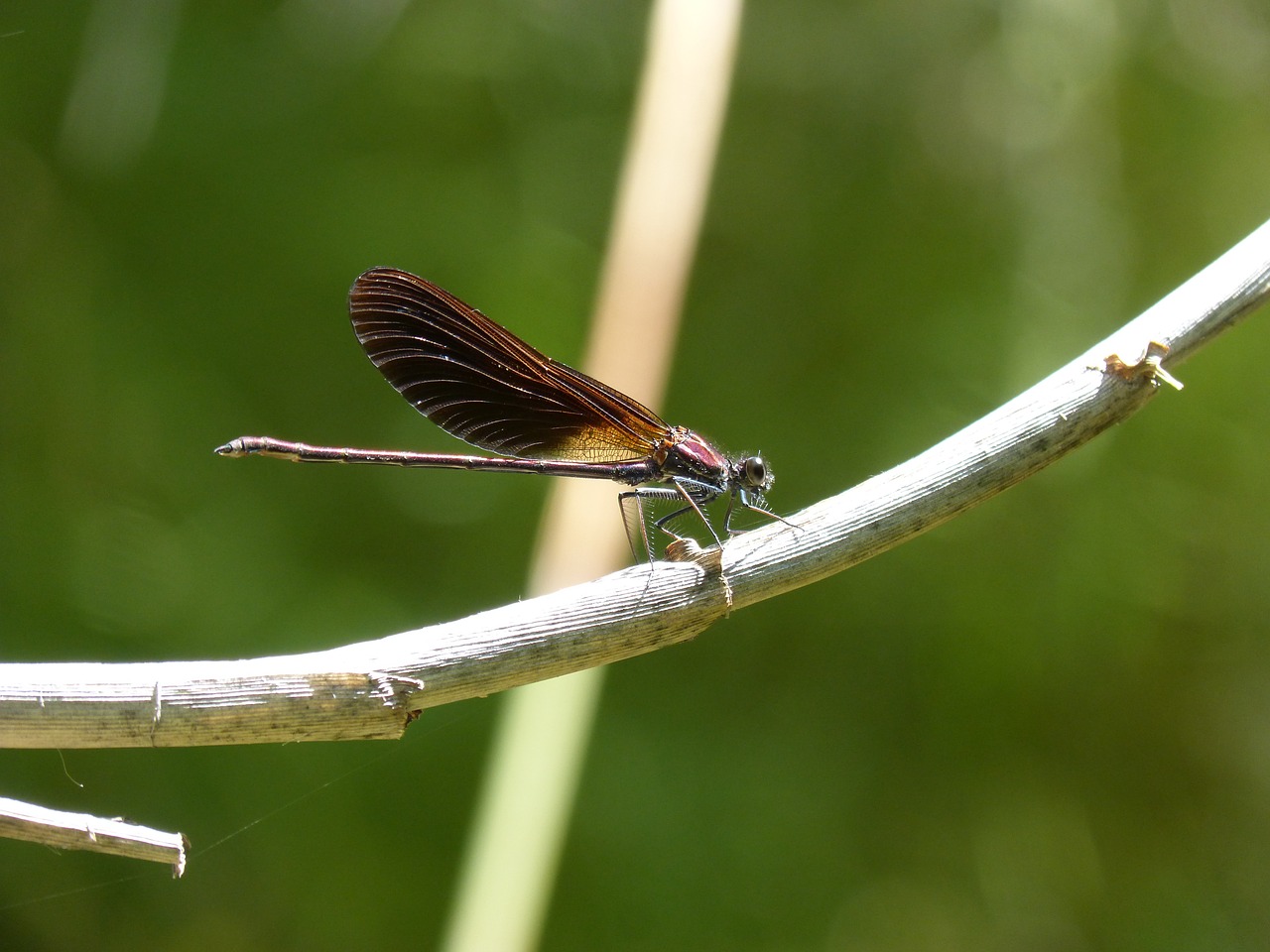 Juoda Lazdele, Lazda, Calopteryx Haemorrhoidalis, Vaivorykštinis, Nendrės, Sparnuotas Vabzdys, Nemokamos Nuotraukos,  Nemokama Licenzija