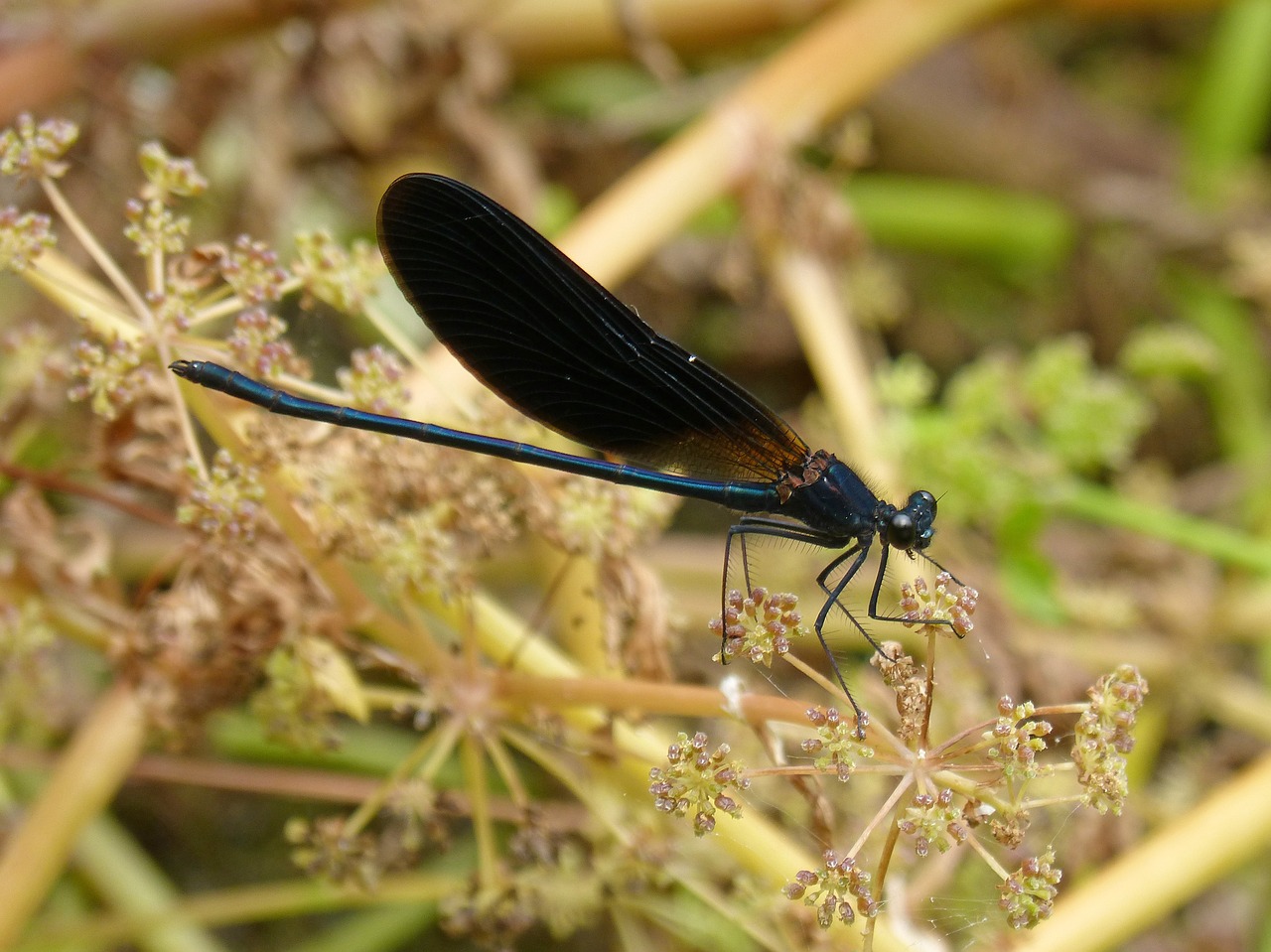 Juoda Lazdele, Damselfly, Pelkė, Gėlių Calopteryx Haemorrhoidalis, Nemokamos Nuotraukos,  Nemokama Licenzija