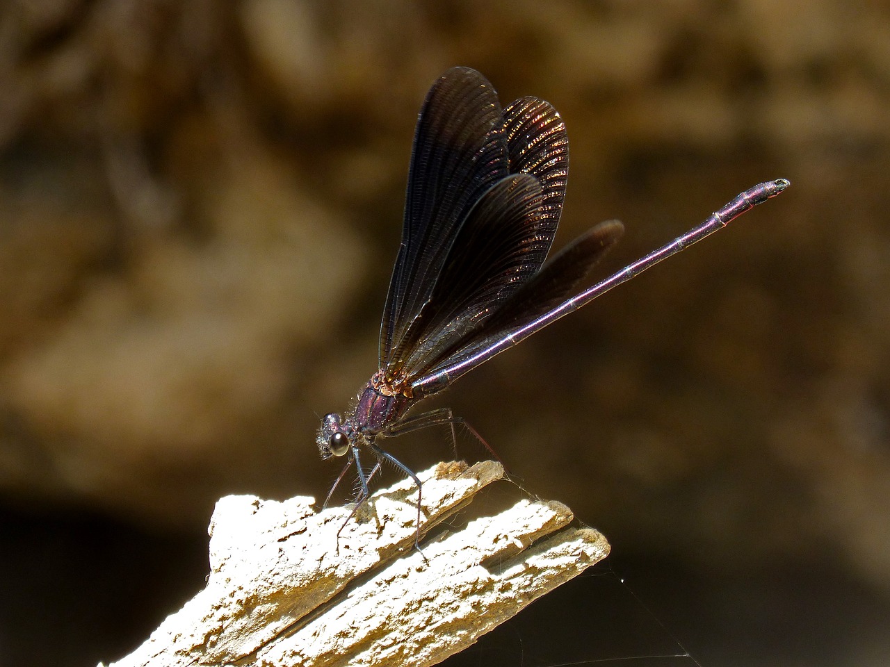 Juoda Lazdele, Damselfly, Pelkė, Calopteryx Haemorrhoidalis, Bagažinė, Nemokamos Nuotraukos,  Nemokama Licenzija