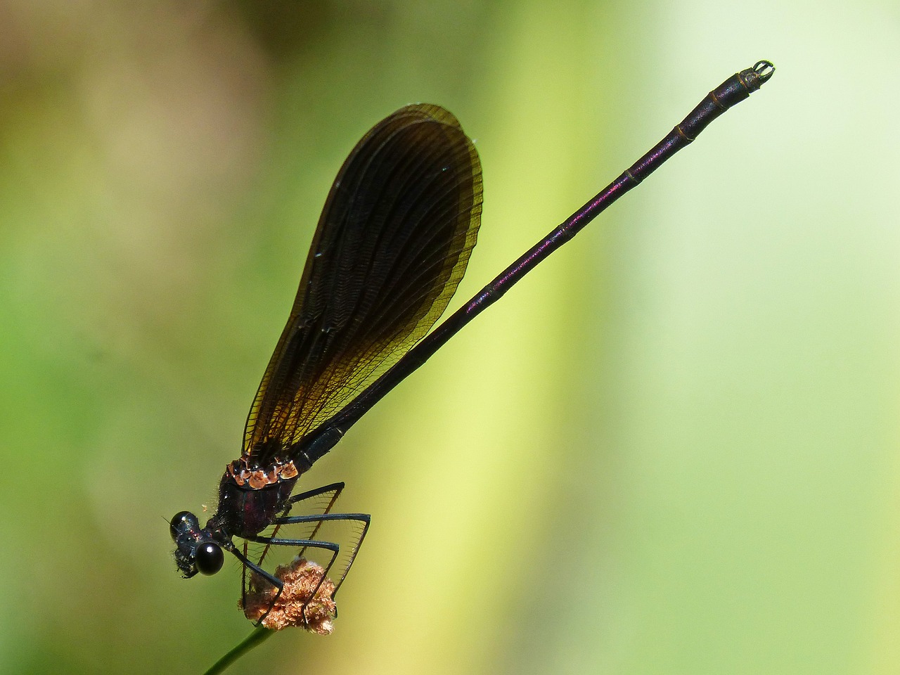 Juoda Lazdele, Calopteryx Haemorrhoidalis, Junco, Pelkė, Žaluma, Sparnuotas Vabzdys, Nemokamos Nuotraukos,  Nemokama Licenzija