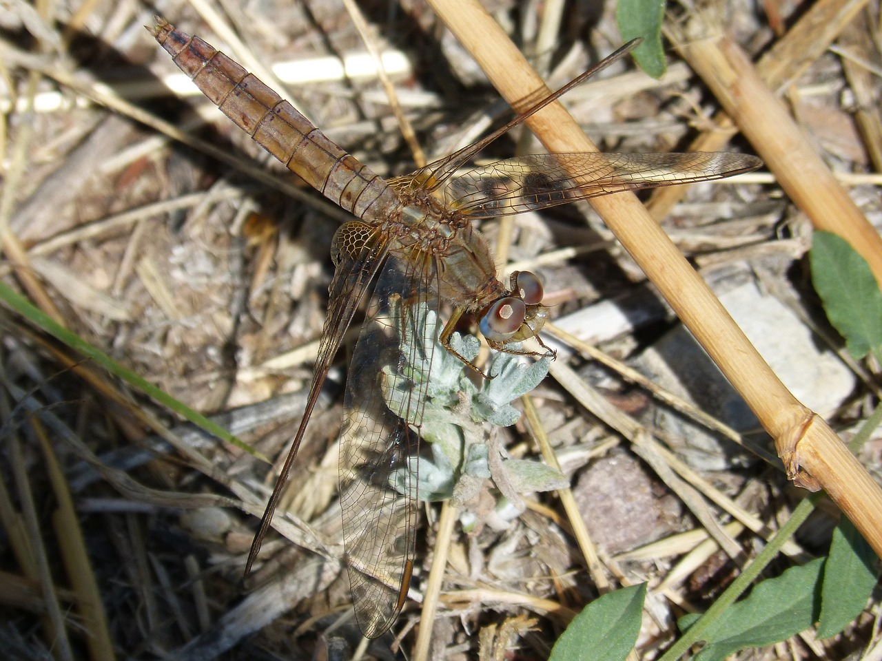 Juoda Lazdele, Lazda, Išsamiai, Sparnuotas Vabzdys, Gallardet Negre, Simpecma Fusca, Nemokamos Nuotraukos,  Nemokama Licenzija