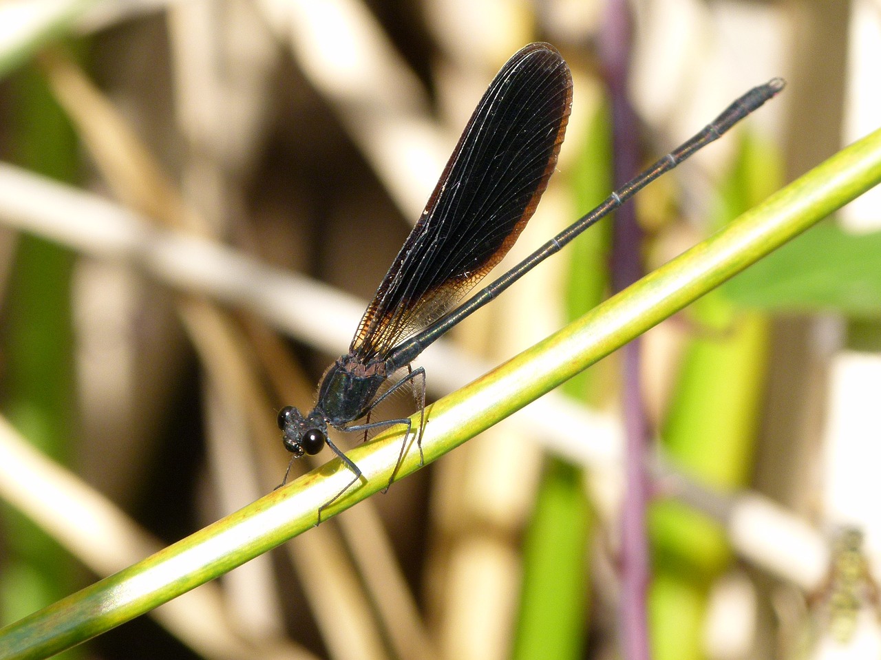 Juoda Lazdele, Caballito Del Giable, Calopteryx Haemorrhoidalis, Stiebas, Pelkė, Nemokamos Nuotraukos,  Nemokama Licenzija