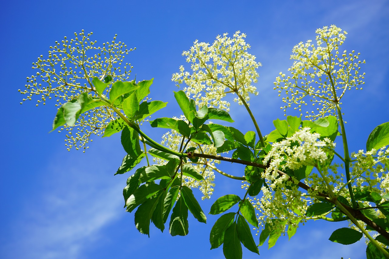 Juoda Eglutė, Elderflower, Filialas, Balta, Žiedynai, Vyresnysis, Sambukas, Adoxaceae, Žiedas, Žydėti