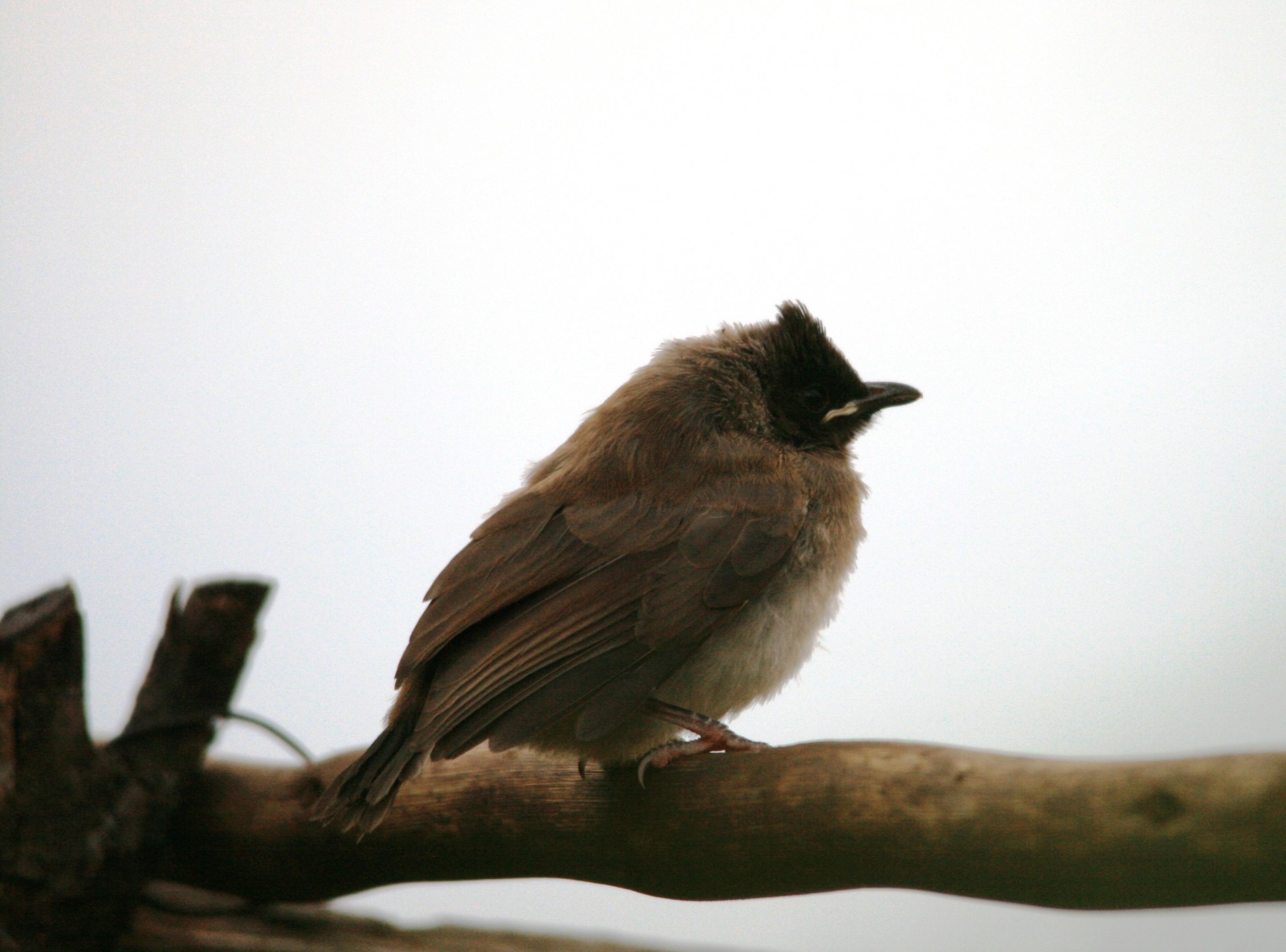 Paukštis,  Bul-Bul,  Juodai Akimis,  Tamsi,  Sustingęs,  Juodoji Eyed Bulbul, Nemokamos Nuotraukos,  Nemokama Licenzija