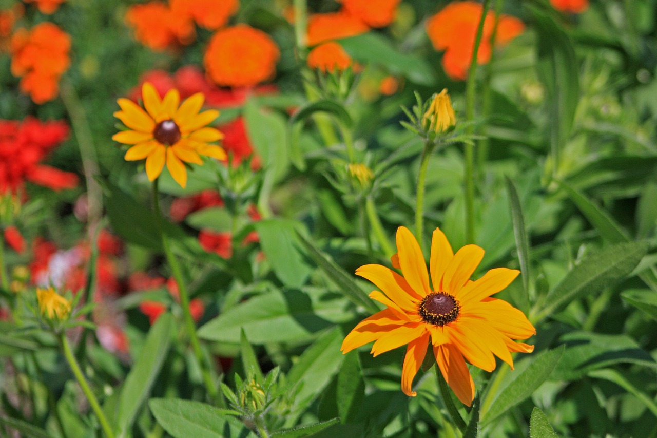 Juodaodis Rudbeckia, Gėlės, Pieva, Gamta, Gėlių Pieva, Vasara, Geltona, Nemokamos Nuotraukos,  Nemokama Licenzija