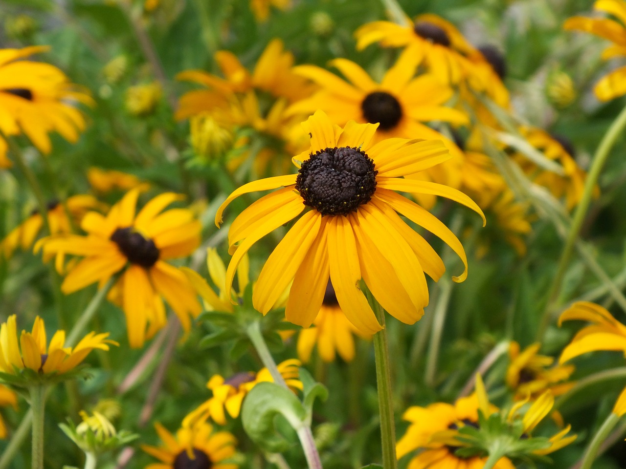 Juodas Eyed Susan, Gėlė, Geltona, Geltona Ramunė, Geltona Gėlė, Saulėtas, Sodas, Spalvinga, Vasaros Augalas, Geltonos Ramunės