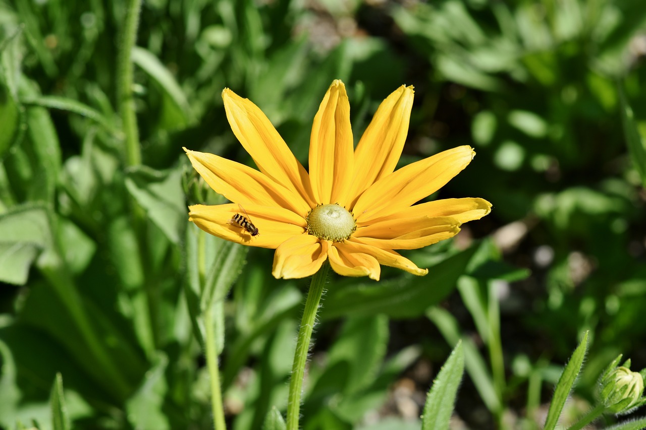 Juoda Akimis Susan,  Rudbeckia,  Hirta,  Rudenį Ir Žiemos Sodas,  Žiedlapiai,  Žydi,  Geltona,  Augalų,  Pobūdį,  Žiedas