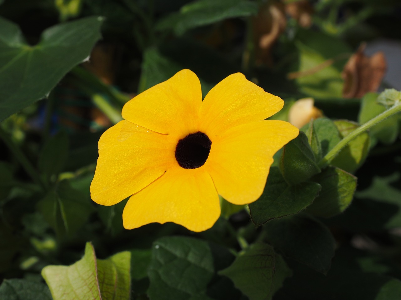 Juodas Eyed Susan, Gėlė, Žiedas, Žydėti, Geltona, Thunbergia Alata, Acanthaceae, Juoda, Skylė, Alpinistas