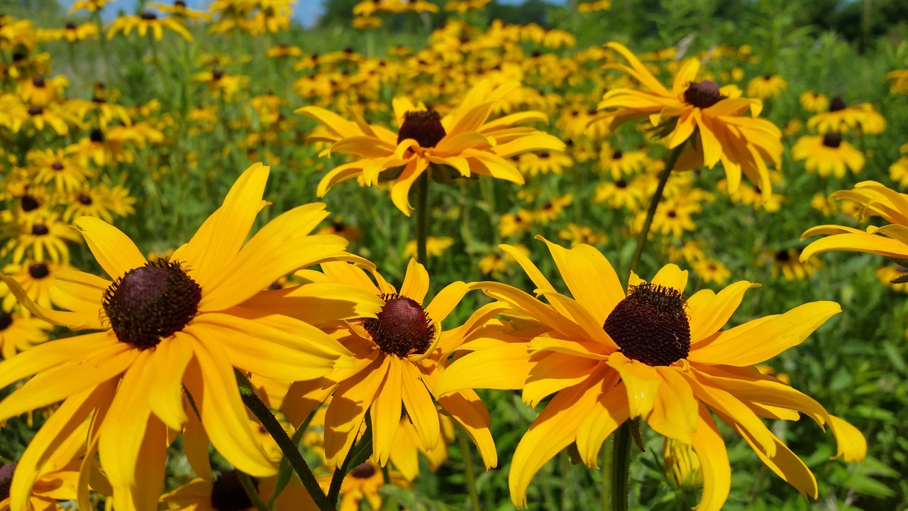 Juodas Eyed Susan, Geltona Ramunė, Laukinė Gėlė, Fonas, Gražus, Grožis, Juoda, Juodai Akimis, Blackeyed, Žydėti