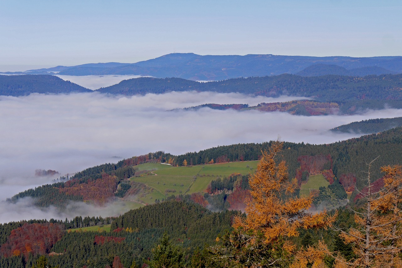 Juodasis Miškas, Kritimo Spalva, Herbstnebel, Rudens Spalvos, Rudens Nuotaika, Nemokamos Nuotraukos,  Nemokama Licenzija