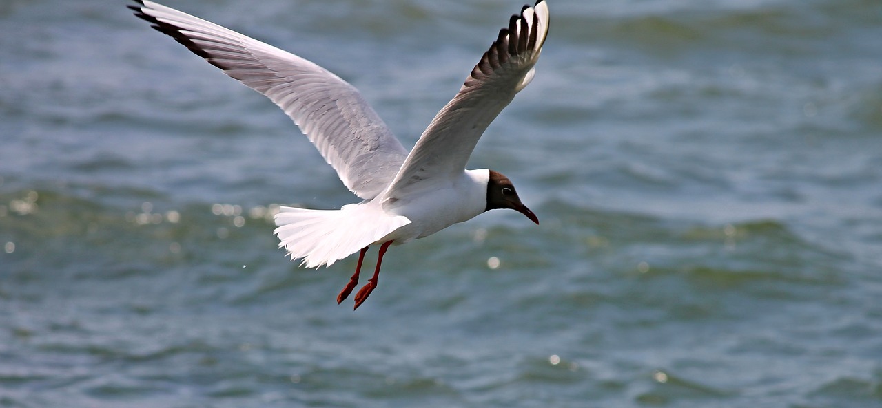 Juodoji Galva, Kajakas, Skrydis, Sparnas, Paukštis, Gyvūnas, Vandens Paukštis, Gamta, Chroicocephalus Ridibundus, Larus