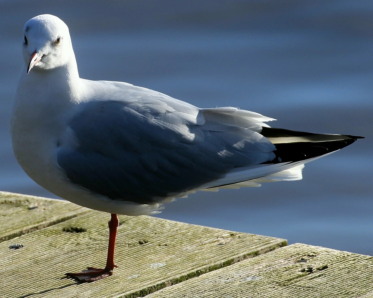 Juodoji Galva, Paukštis, Chroicocephalus Ridibundus, Kaukolės, Vandens Paukštis, Rūšis, Laridae, Čilių Rūšys, Paukščiai, Gyvūnai