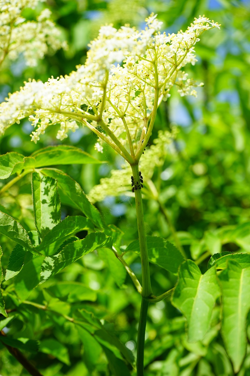 Juodas Holunderblattlaus, Purvinas, Aphid, Uosis Užkrėtimo, Kenkėjai, Užkrėtimo, Kenkėjai, Aphis Sambuci, Juoda Eglutė, Filialas