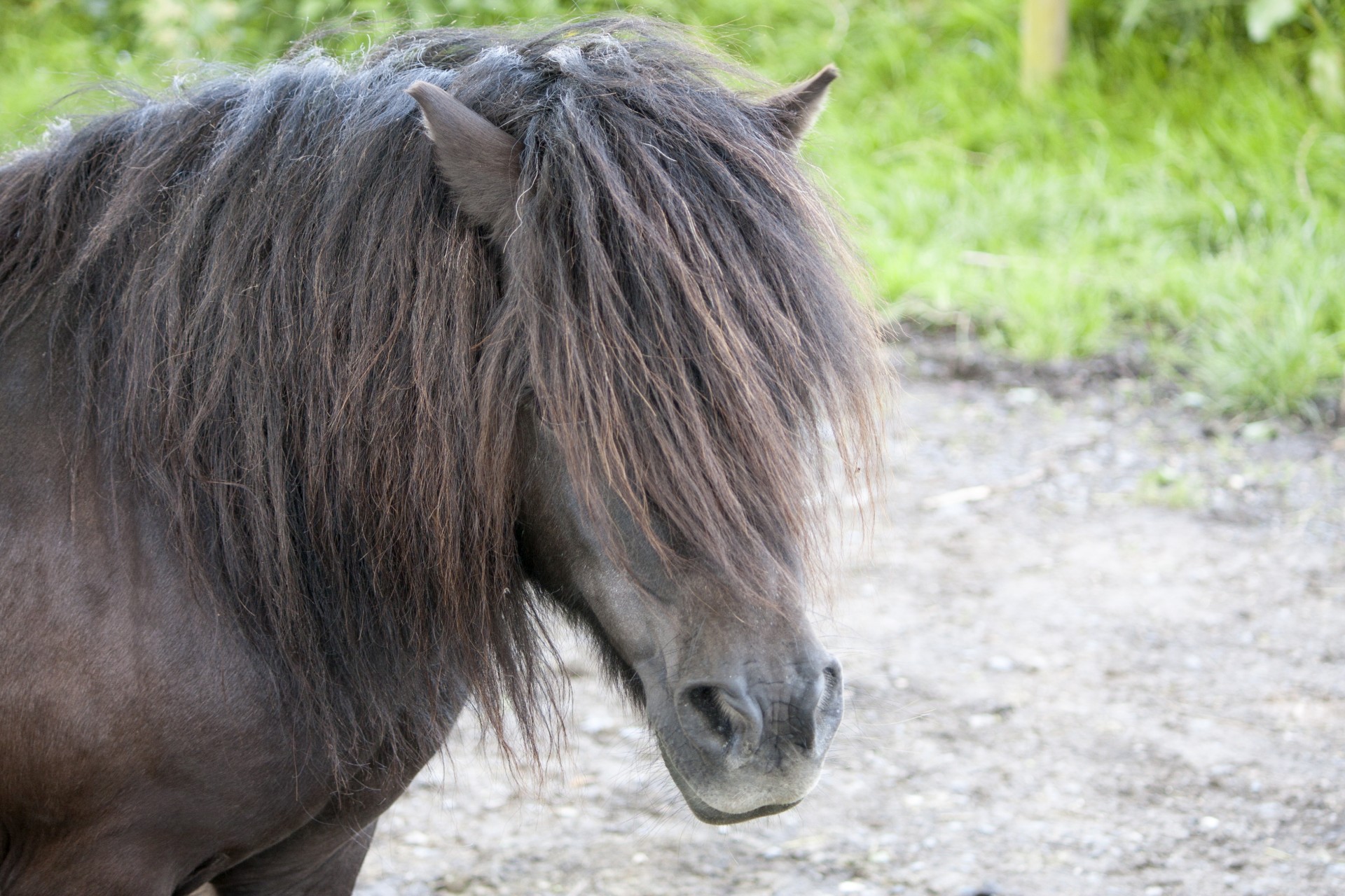 Arklys,  Ponis,  Shetland & Nbsp,  Ponis,  Juoda,  Juodas & Nbsp,  Arklys,  Galva,  Veidas,  Iš Arti