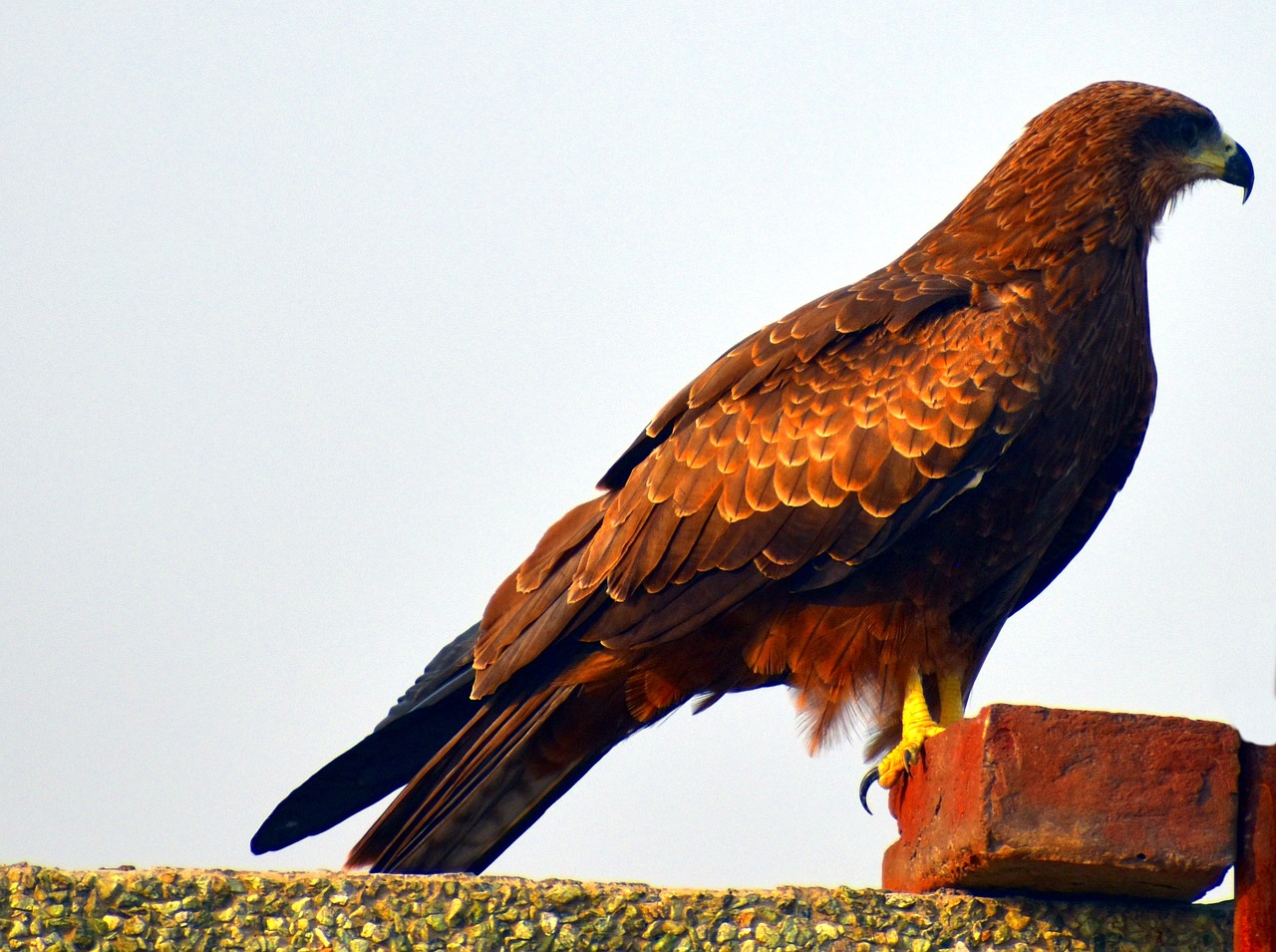 Juodas Aitvaras, Paukštis, Raptoras, Milvus Migrans, Maišymas, Paukštis, Stogo Dangtis, Nemokamos Nuotraukos,  Nemokama Licenzija