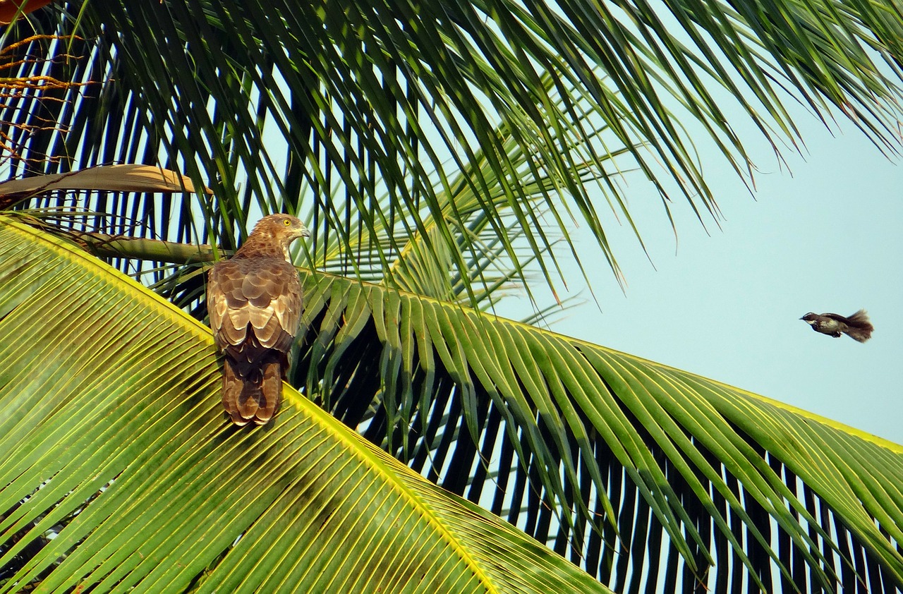 Juodas Aitvaras, Milvus Migrans, Aitvaras, Flycatcher Darting In, Paukštis, Plėšrusis Paukštis, Accipitridae, Raptoras, Medžiotojas, Prievartautojas