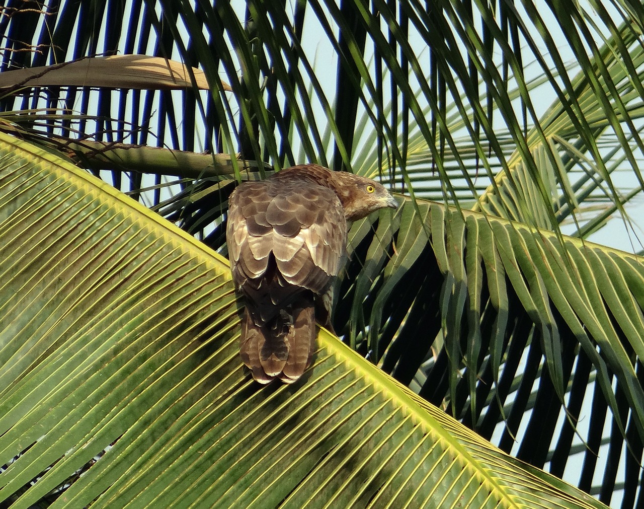 Juodas Aitvaras, Milvus Migrans, Aitvaras, Paukštis, Plėšrusis Paukštis, Accipitridae, Raptoras, Medžiotojas, Prievartautojas, Kokoso Medis