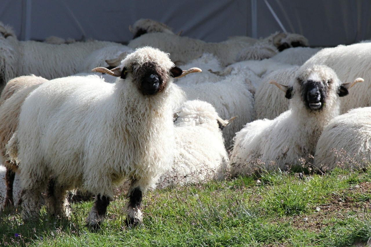 Juodosios Nosies Avys, Avys, Avių Pulkas, Flock, Bandos Gyvūnai, Valais, Veisimas, Kalnas, Vilnos, Gyvūnai