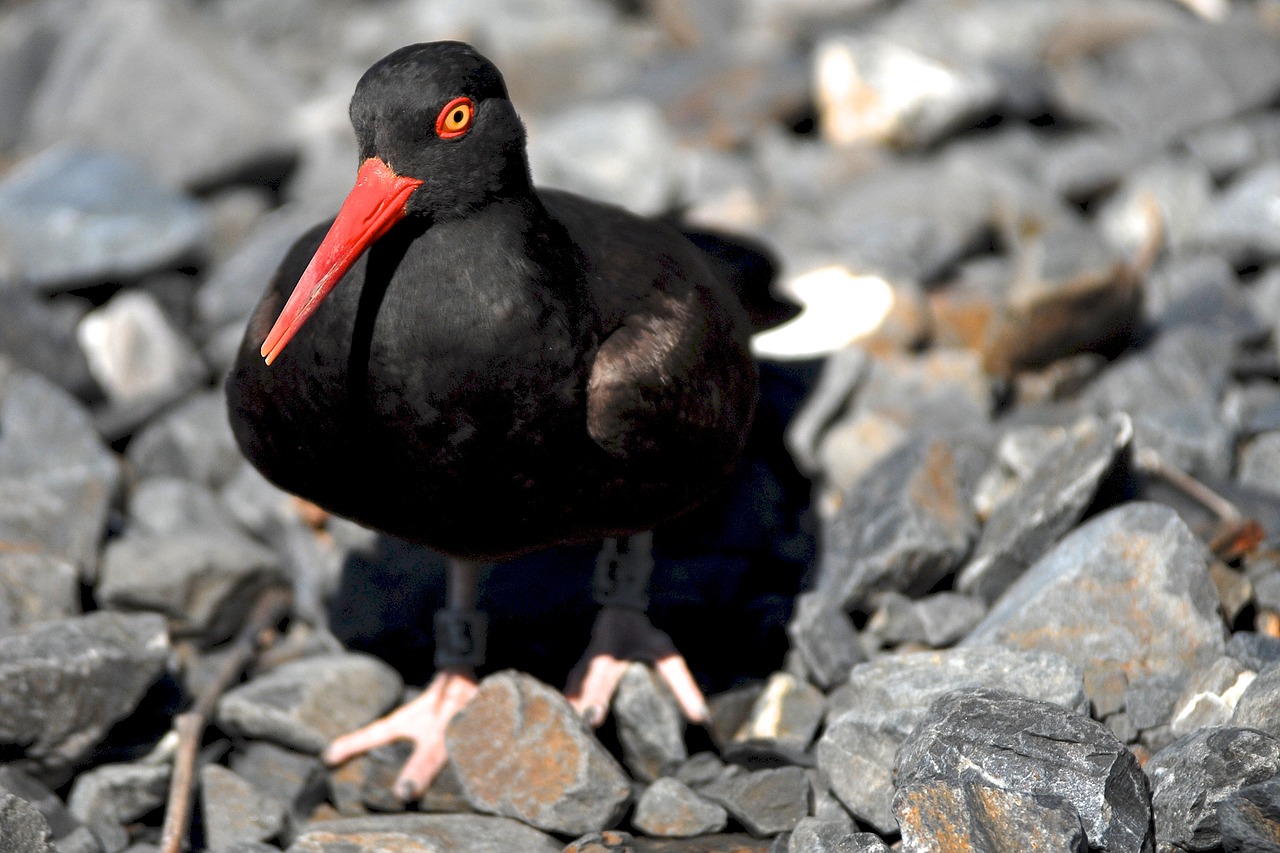 Juoda Oystercatcher, Paukštis, Laukinė Gamta, Gamta, Krantas, Jūra, Akmenys, Iš Arti, Žiūri, Plėšrūnas