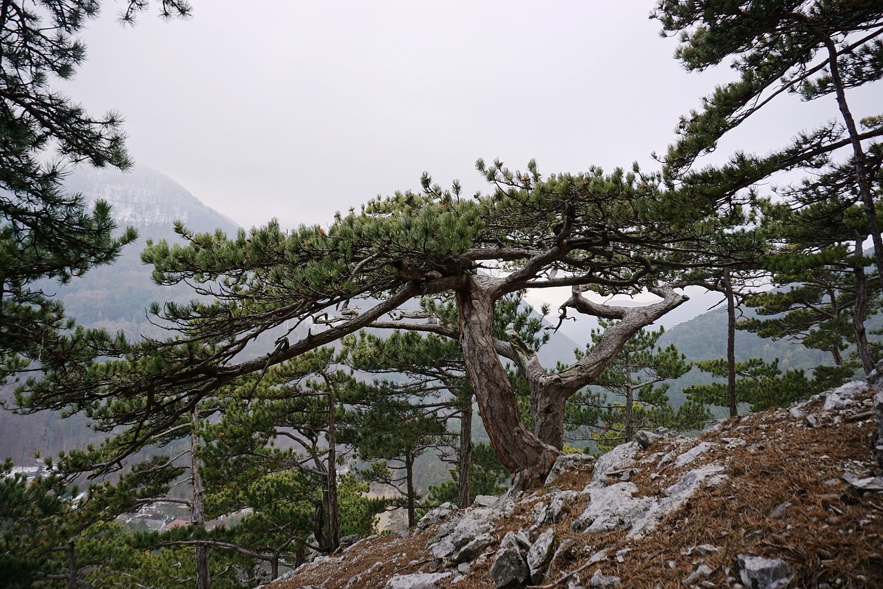 Juodoji Pušis, Pušis, Pinus Nigra, Spygliuočių, Medis, Kraštovaizdis, Gamta, Austria, Karg, Alpių Kraštovaizdis