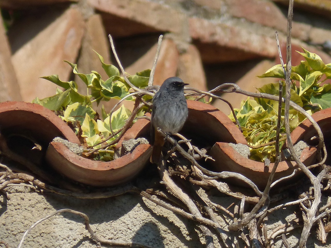 Juoda Raudona, Phoenicurus Ochruros, Paukštis, Ivy , Nemokamos Nuotraukos,  Nemokama Licenzija