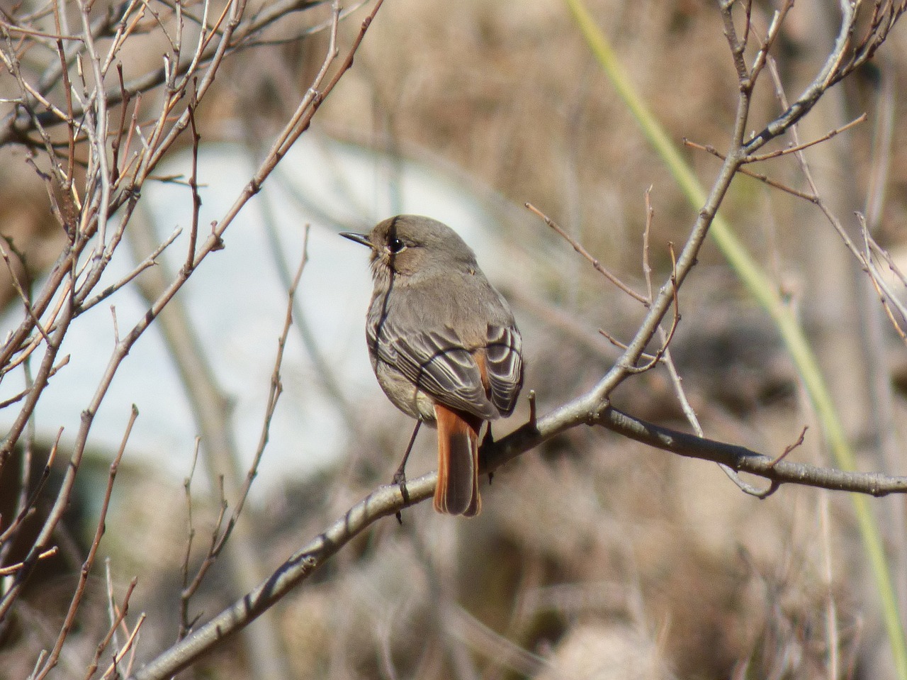 Juoda Raudona, Rūkyta Cotxa, Rūkyta, Phoenicurus Ochruros, Filialai, Paukštis, Žiema, Nemokamos Nuotraukos,  Nemokama Licenzija