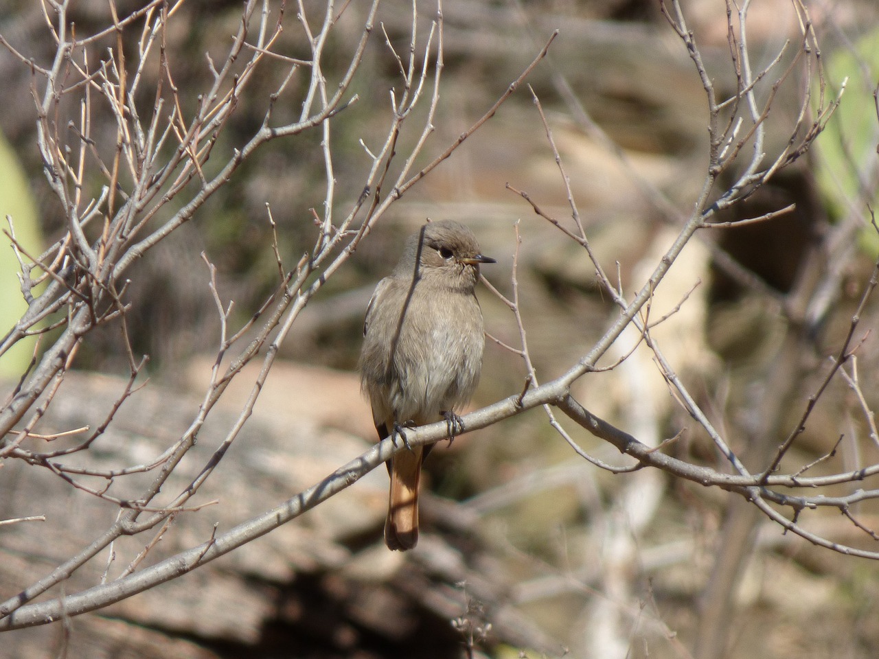 Juoda Raudona, Rūkyta Cotxa, Rūkyta, Phoenicurus Ochruros, Filialai, Paukštis, Žiema, Nemokamos Nuotraukos,  Nemokama Licenzija