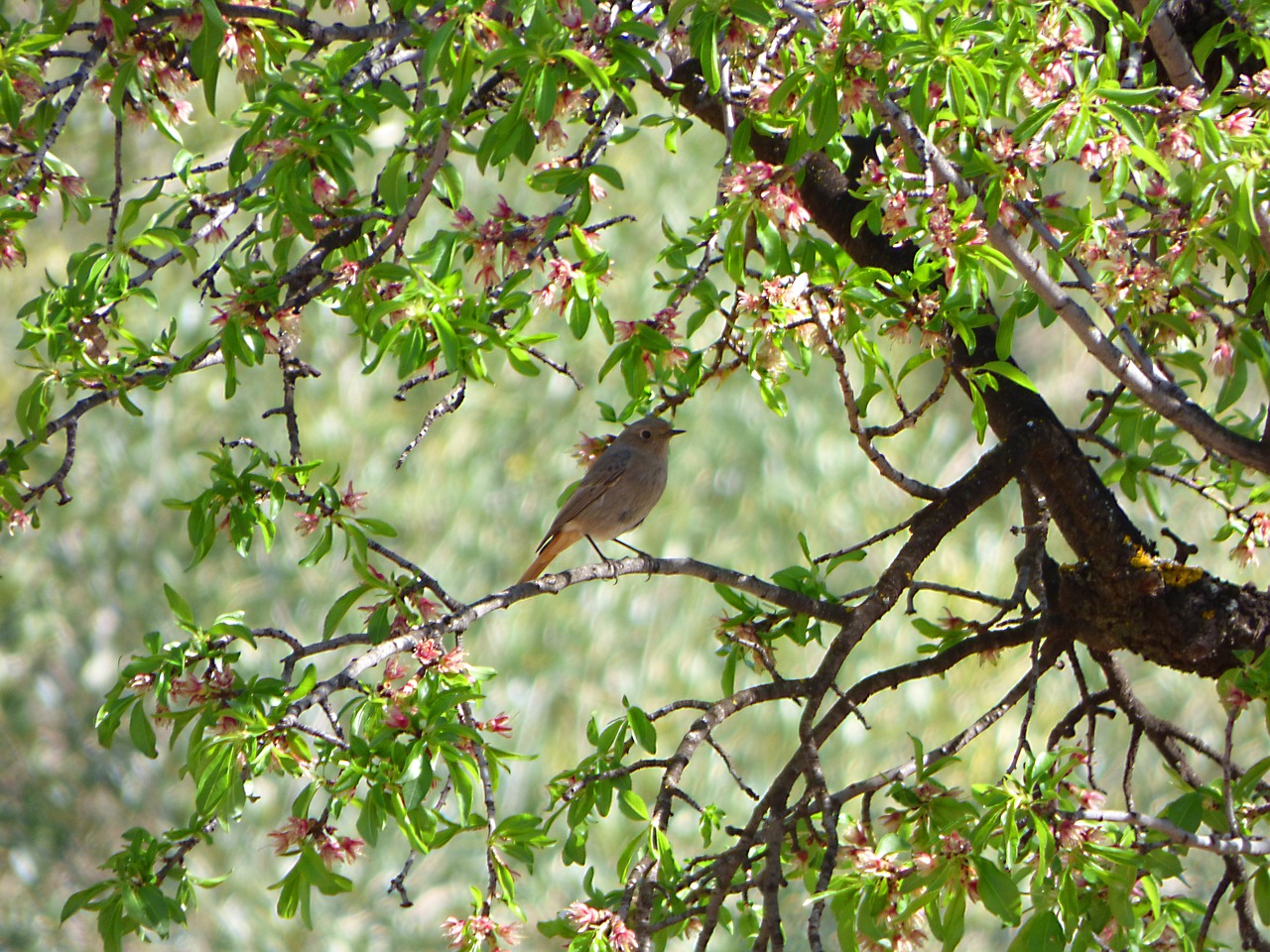 Juoda Raudona, Migdolų Medis, Protrūkiai, Filialai, Rūkyta Cotxa, Phoenicus Ochruros, Nemokamos Nuotraukos,  Nemokama Licenzija