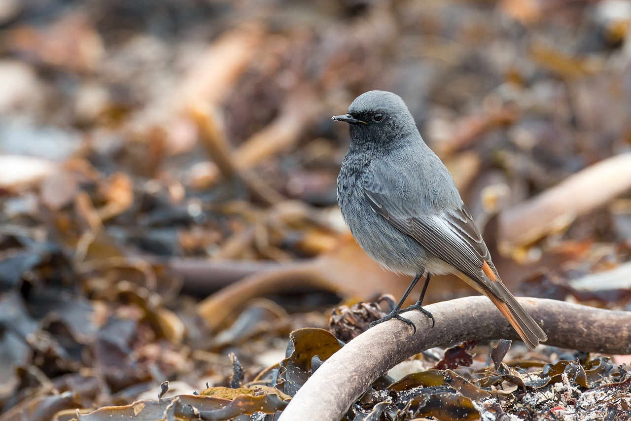 Juoda Raudona, Phoenicurus Ochruros, Helgolandas, Tang, Jūros Dumbliai, Migruojanti Paukštis, Pilka, Giesmininkas, Mažas, Possierlich