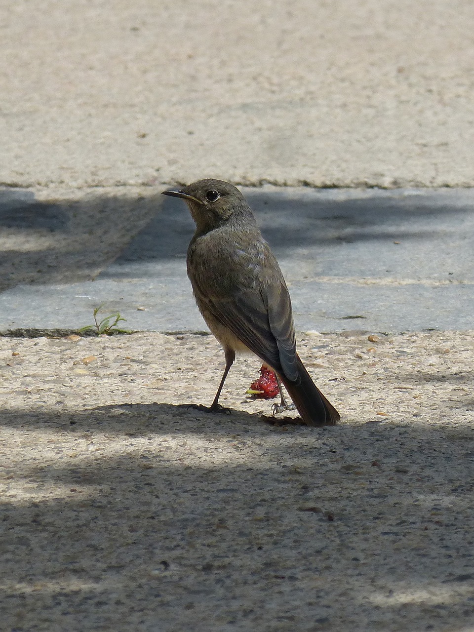 Juodas Redstart Valdymas, Rūkyta, Rūkyta Cotxa, Paukštis, Mora, Phoenicurus Ochruros, Nemokamos Nuotraukos,  Nemokama Licenzija