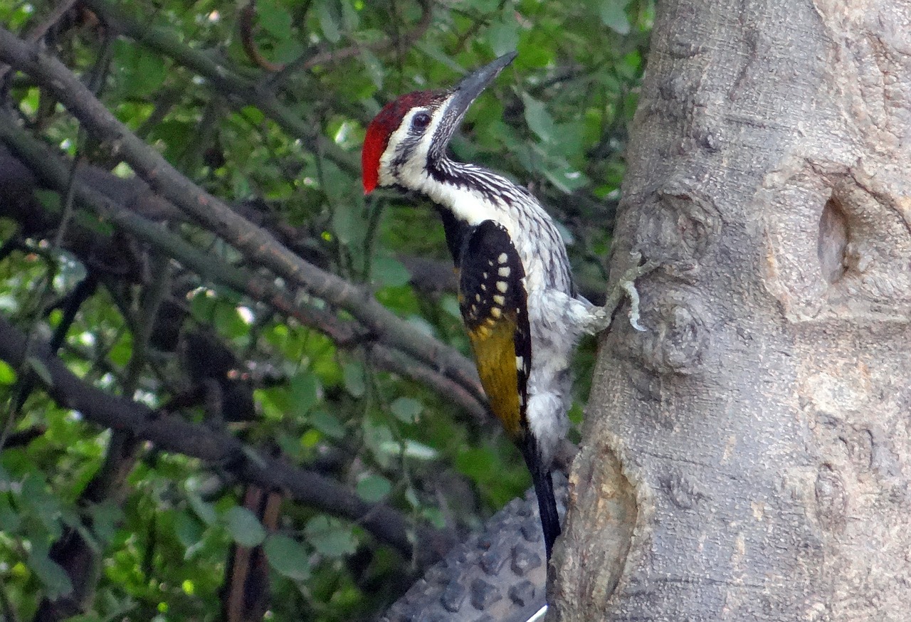 Juodos Spalvos Lemputė, Dzenis, Dinopium Benghalense, Mažesnis Auksinis Giedras, Mažesnis Goldenback, Paukštis, Bharatpur, Paukščių Apsauga, Indija, Nemokamos Nuotraukos