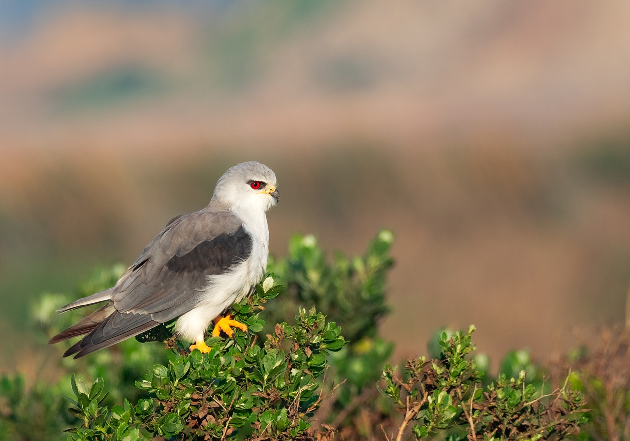 Juoda-Pečių Aitvaras,  Juoda-Sparnuotas Aitvaras,  Aitvaras,  Raptor,  Predator,  Paukštis,  Paukščių,  Akių Ieško,  Gyvūnas,  Jūra