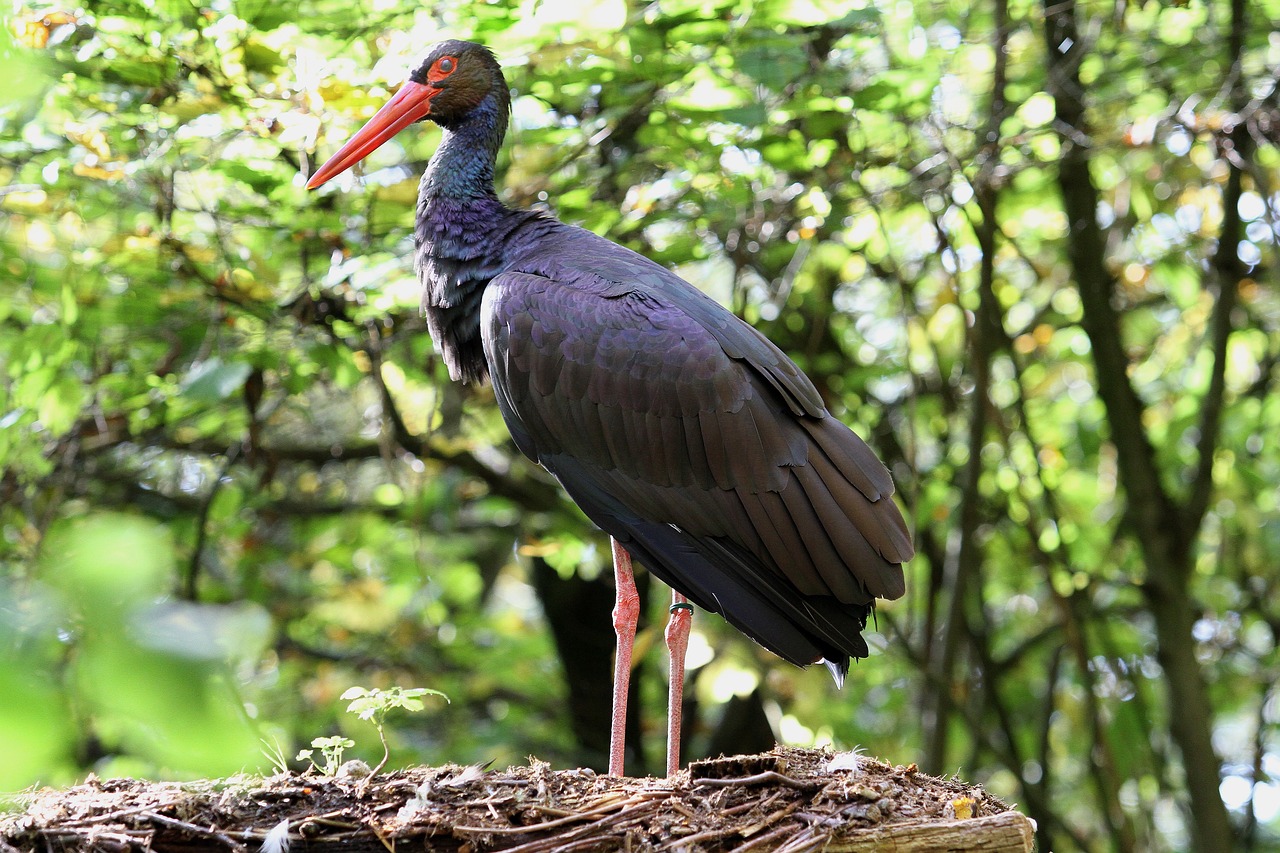 Juodas Gandras, Paukštis, Gandras, Pinnate, Sąskaitą, Lizdas, Ciconia Nigra, Nemokamos Nuotraukos,  Nemokama Licenzija