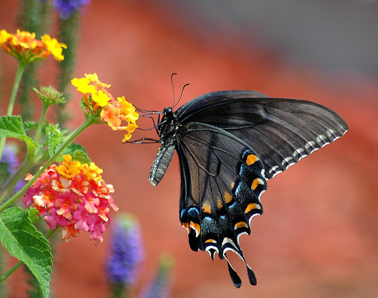 Juodas Swallowtail, Drugelis, Swallowtail, Papilio, Vabzdys, Gėlė, Nektaras, Vasara, Skristi, Proboscis