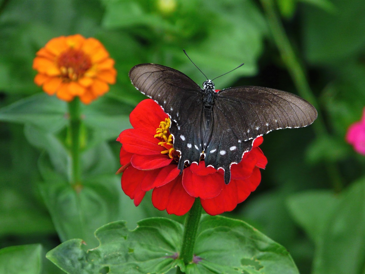 Juodas Swallowtail, Zinnia, Gėlė, Gamta, Pavasaris, Gėlių, Žiedas, Drugelis, Žydi, Sodininkystė