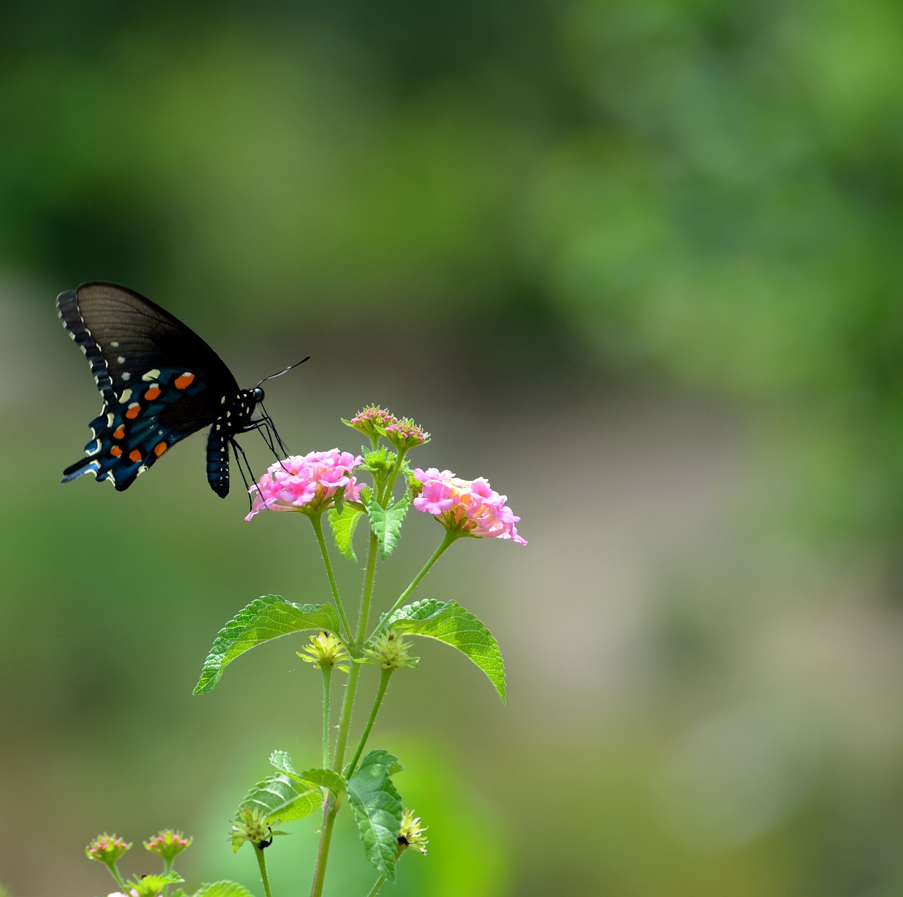 Juodoji Swallowtail Drugelis, Vabzdys, Drugelis, Papilio, Sparnai, Vasara, Nektaras, Gėlė, Pieva, Skristi