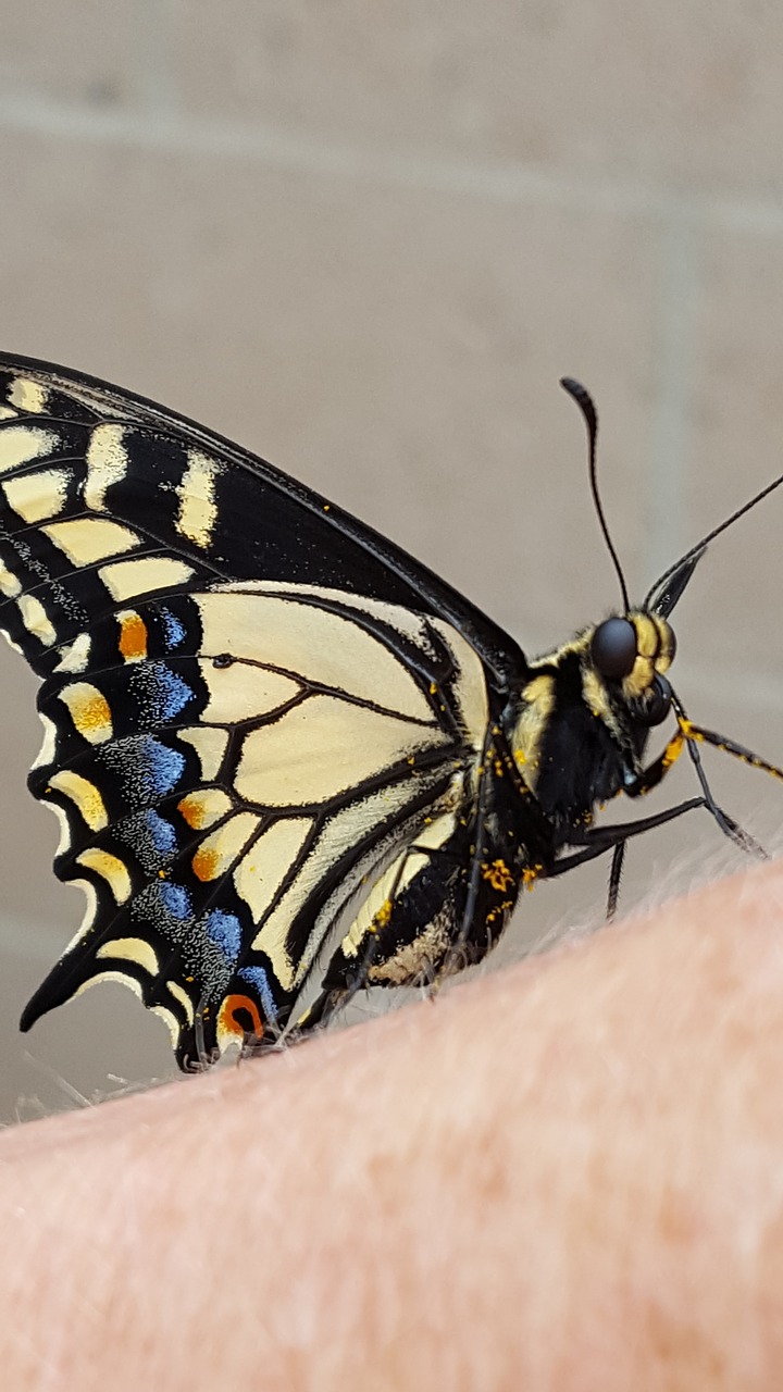 Juodoji Swallowtail Drugelis, Drugelis, Didelės Akys, Nemokamos Nuotraukos,  Nemokama Licenzija