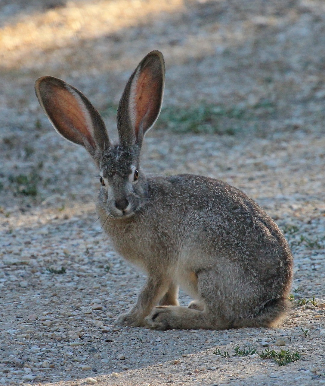 Juodasis Dygliuotas Jackrabbit, Laukiniai, Gamta, Laukinė Gamta, Portretas, Sėdi, Ausys, Žiūri, Įdomu, Purus