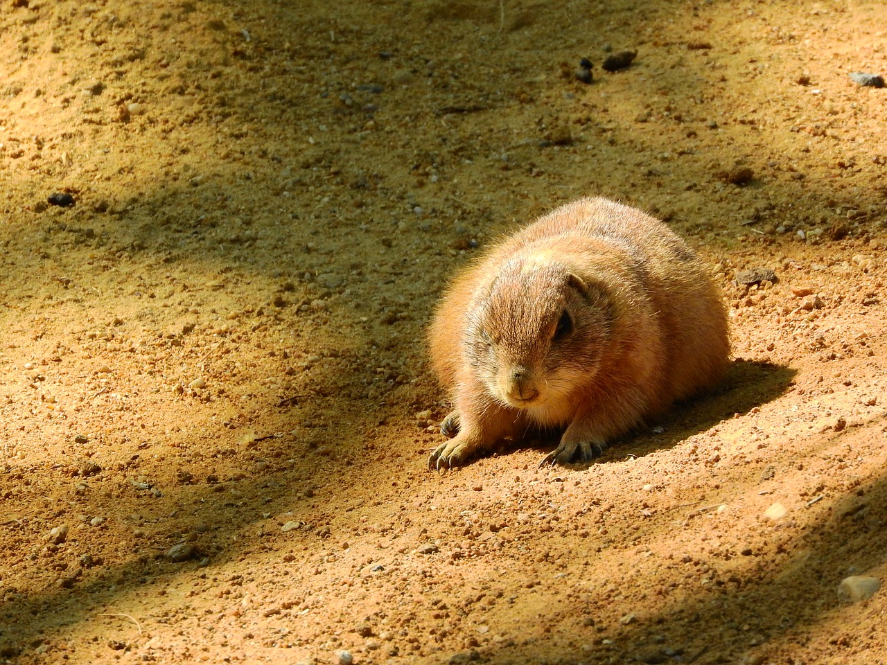 Juodojo Uodegos Šunys, Cynomys Ludovicianius, Šiaurės Amerikietiška Fauna, Graužikai, Nemokamos Nuotraukos,  Nemokama Licenzija