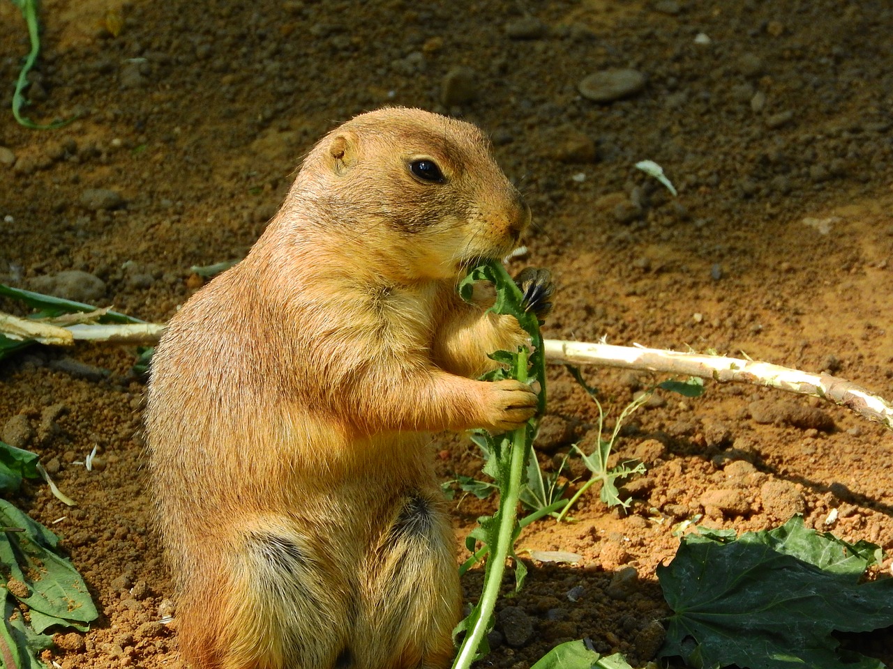 Juodojo Uodegos Šunys, Cynomys Ludovicianius, Šiaurės Amerikietiška Fauna, Graužikai, Laikyti Maistą, Maitinimas, Nemokamos Nuotraukos,  Nemokama Licenzija