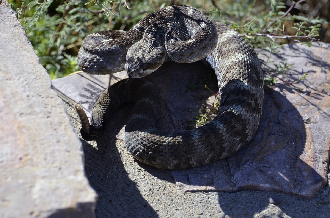 Juodmedžių Griuvėsiai, Suvynioti, Ropliai, Laukinė Gamta, Žalia Rattler, Nuodingas, Duobės Viper, Griūtis, Gamta, Crotalus Molossus