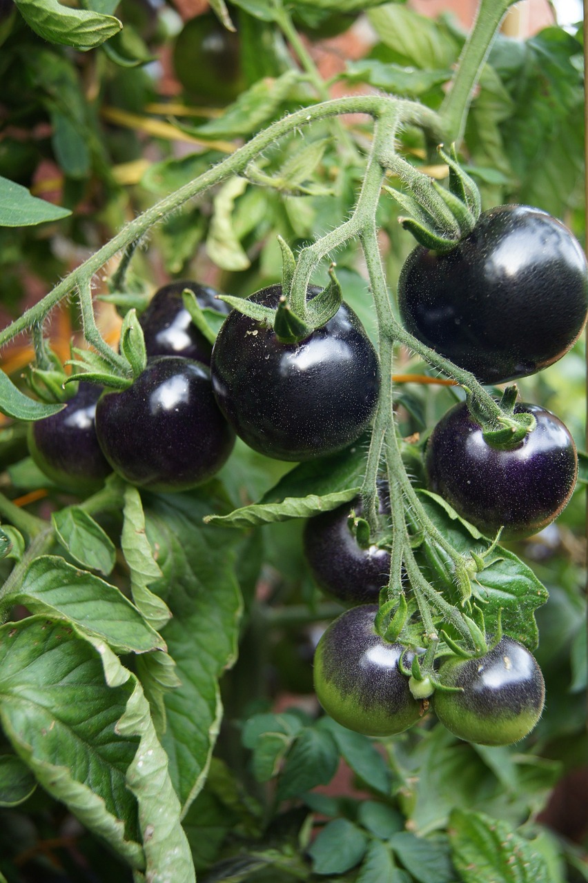 Juodi Pomidorai, Pomidorų Augalas, Vaisiai, Nemokamos Nuotraukos,  Nemokama Licenzija