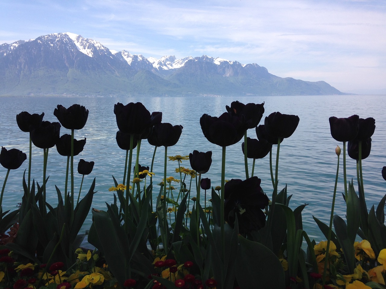 Juodos Tulpės, Siluetai, Ežeras, Alpės, Montreux, Nemokamos Nuotraukos,  Nemokama Licenzija
