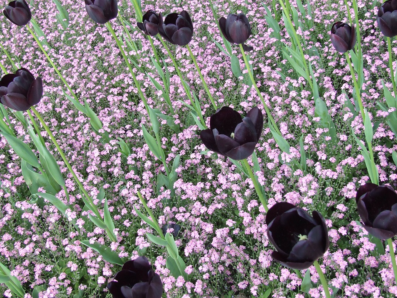 Juodos Tulpės, Tulpės, Gėlių Sritis, Pavasario Gėlė, Nemokamos Nuotraukos,  Nemokama Licenzija