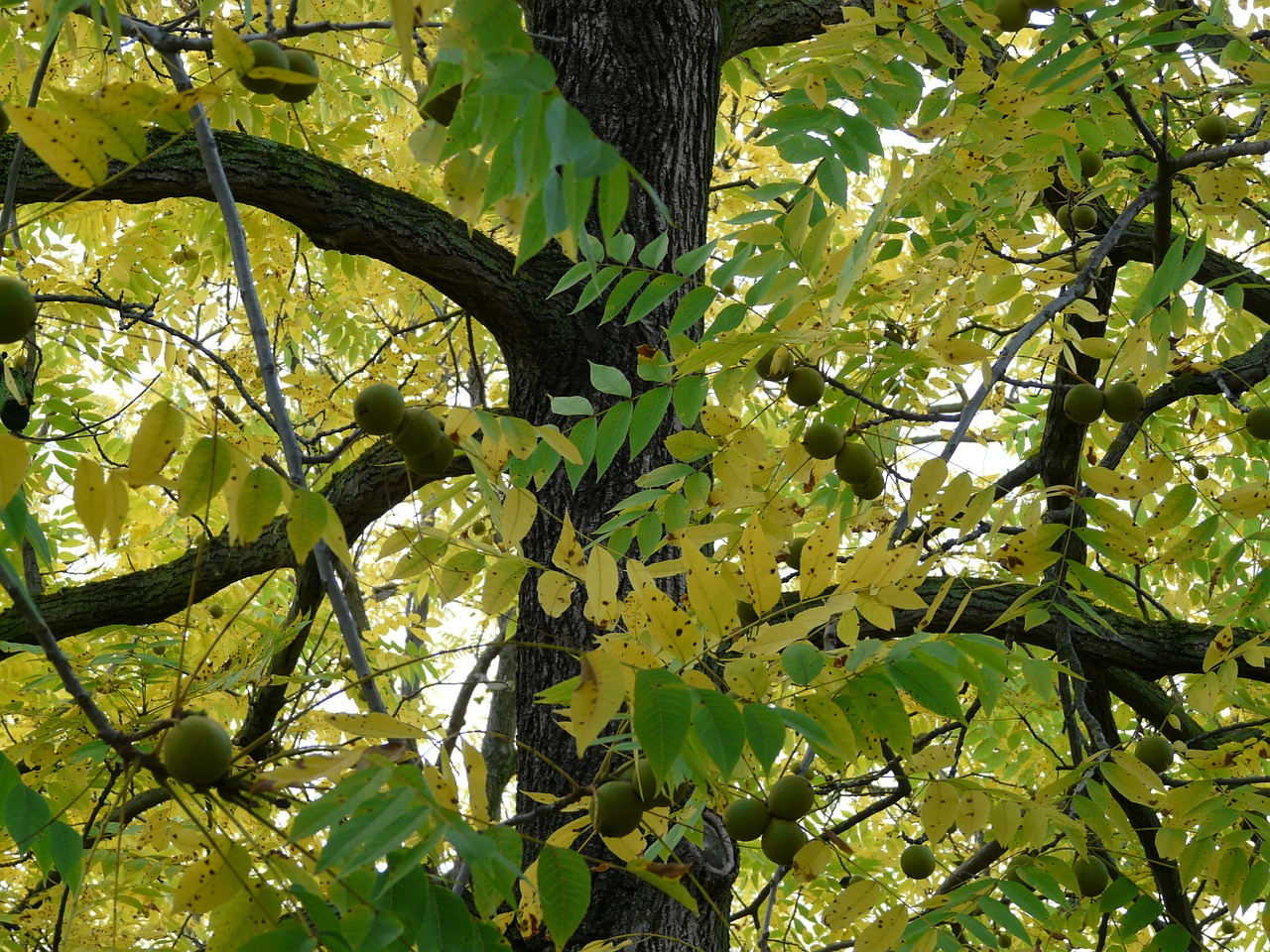 Juodas Graikinis Riešutas, Medis, Parko Medis, Juglans Nigra, Panašus Į Riešutą, Graikinių Riešutų Derlius, Juglandaceae, Mediena, Vaisiai, Valgomieji